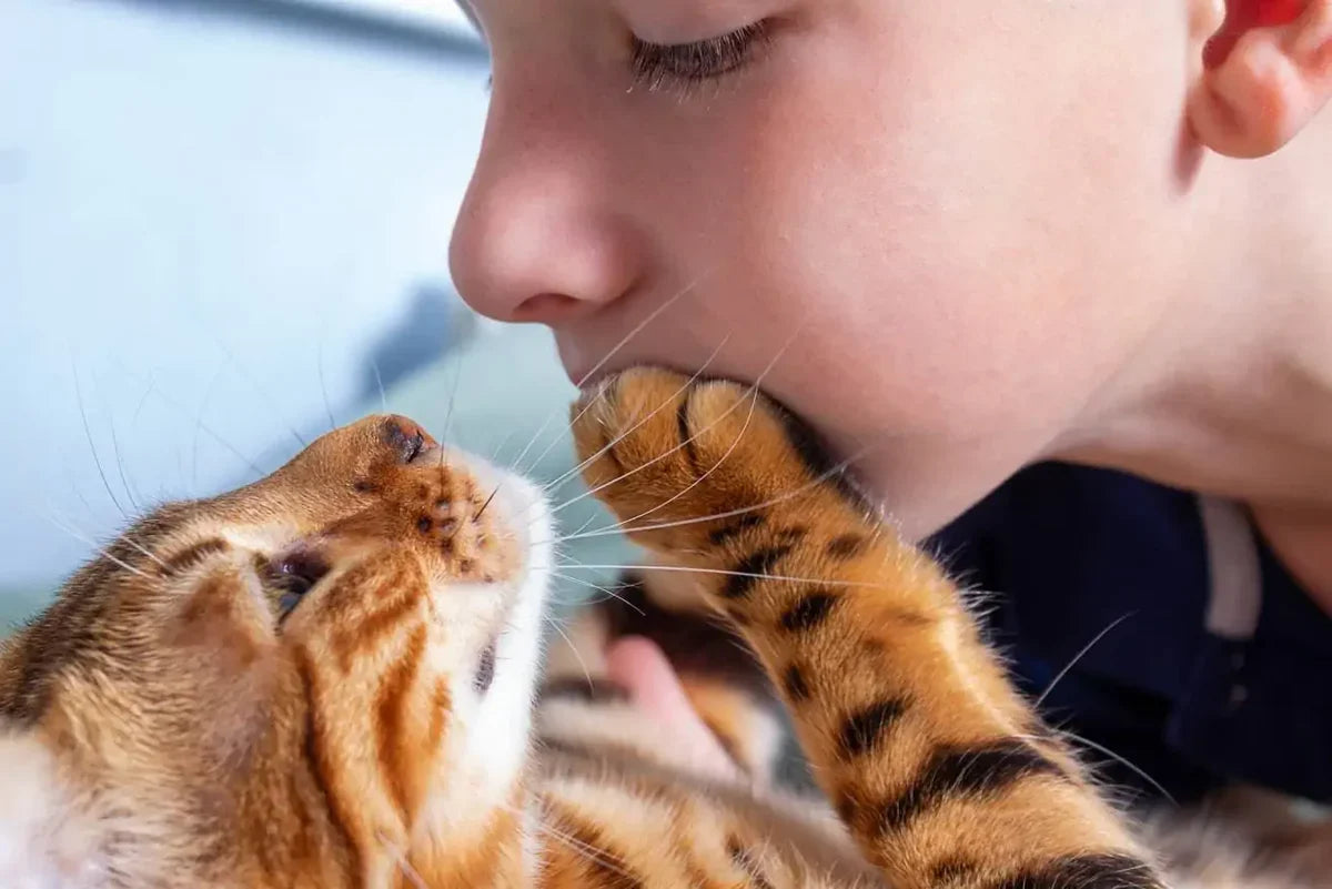 Why Does My Cat Put Her Paw On My Mouth