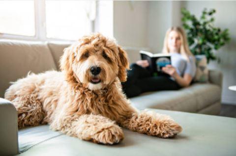 How to Keep Your Dog Entertained during Lockdown