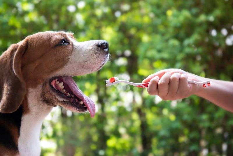 Cleaning dogs 2025 teeth naturally