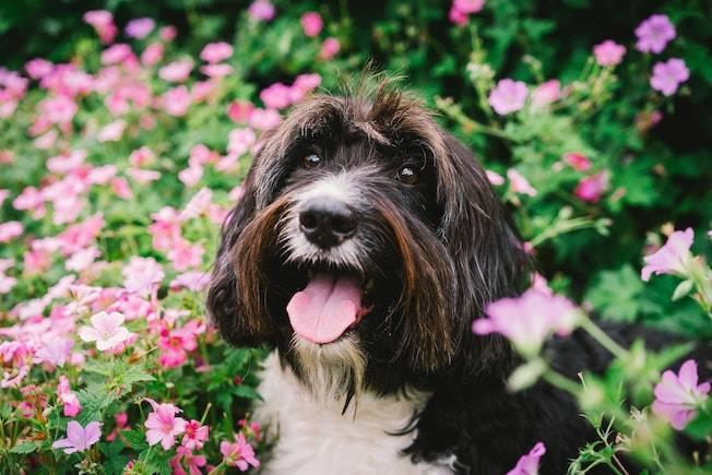 How to Create a Dog-Friendly Garden - Cooper & Gracie™ Limited 