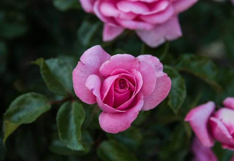 How to Get Rid of Greenfly on Roses - Cooper & Gracie™ Limited 