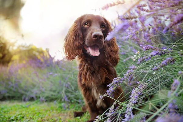 How to Get Rid of Slugs and Snails and Keep Dogs Safe - Cooper & Gracie™ Limited 