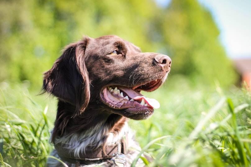 How to Get Rid of Ticks on Dogs Naturally - Cooper & Gracie™ Limited 