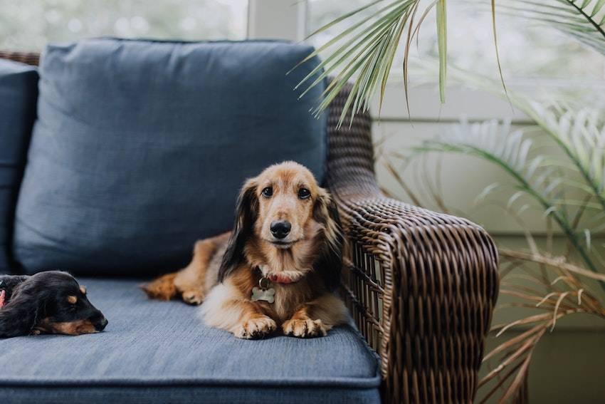 How to Relieve Separation Anxiety in Dogs - Cooper & Gracie™ Limited 